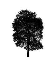 Tree silhouette for brush on white background. photo