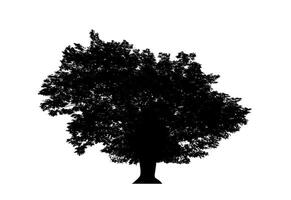 Tree silhouette for brush on white background. photo
