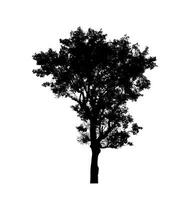 árbol silueta para cepillo en blanco antecedentes. foto