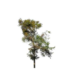 Tree that are isolated on a white background are suitable for both printing and web pages photo