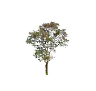 Tree that are isolated on a white background are suitable for both printing and web pages photo