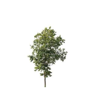 los árboles que están aislados en un fondo blanco son adecuados tanto para la impresión como para las páginas web foto