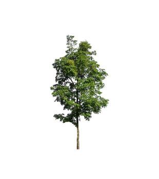 Tree that are isolated on a white background are suitable for both printing and web pages photo
