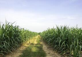 Sugarcane field at sunset photo