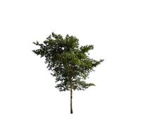 Tree that are isolated on a white background are suitable for both printing and web pages photo