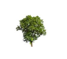 Tree that are isolated on a white background are suitable for both printing and web pages photo