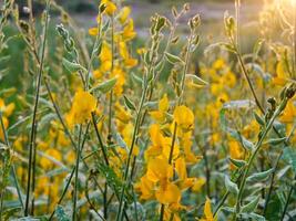 Beautiful crotalaria flowers with light. photo