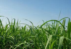 Sugarcane field at sunset photo