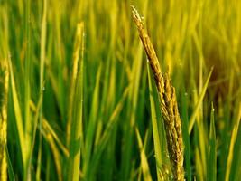 arroz campo en el Mañana. foto