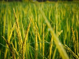 Morning sunrise on rice fields in Thailand, Asia, beautiful colors and natural light in the sky. photo