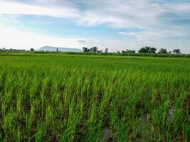 Morning sunrise on rice fields in Thailand, Asia, beautiful colors and natural light in the sky. photo