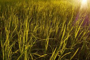 Rice Field in the Morning. photo