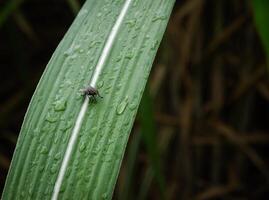 closeup of fly, House fly on leaf photo