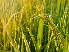 Morning sunrise on rice fields in Thailand, Asia, beautiful colors and natural light in the sky. photo