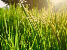 Rice Field in the Morning. photo