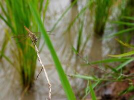 yellow dragonfly perched on the leaf. close-up of dragonfly. midday. green background photo