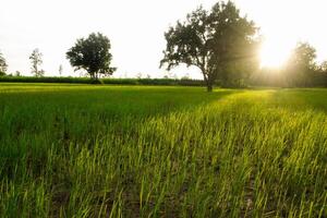 Mañana arroz campo a amanecer foto