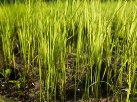 Rice Field in the Morning. photo