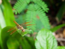 yellow dragonfly perched on the leaf. close-up of dragonfly. midday. green background photo