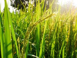 Mañana amanecer en arroz campos en tailandia, Asia, hermosa colores y natural ligero en el cielo. foto