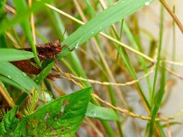 Grasshopper on leaf green grass in the natural environment, Green Grasshopper on the grass in meadow. photo