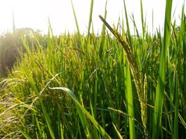 arroz campo en el Mañana. foto