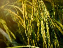 Rice Field in the Morning. photo