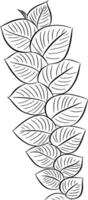 Hand drawn sketch of Ivy branch. illustration vector