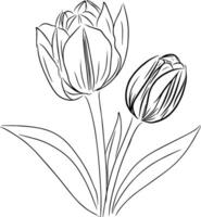 Hand drawing line of Tulip flower design graphic illustration vector