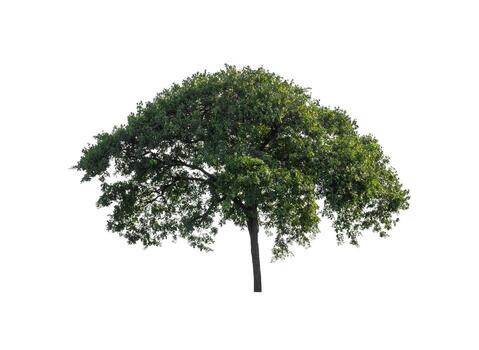 Tree that are isolated on a white background are suitable for both printing and web pages photo