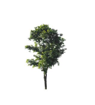 Tree that are isolated on a white background are suitable for both printing and web pages photo