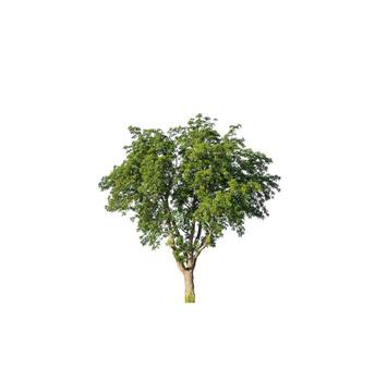Tree that are isolated on a white background are suitable for both printing and web pages photo