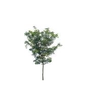 Tree that are isolated on a white background are suitable for both printing and web pages photo