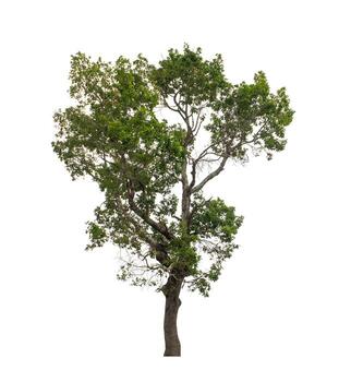 Tree that are isolated on a white background are suitable for both printing and web pages photo