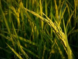 arroz campo en el Mañana. foto