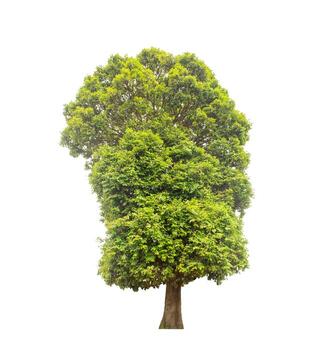 Tree that are isolated on a white background are suitable for both printing and web pages photo