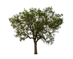 Tree that are isolated on a white background are suitable for both printing and web pages photo