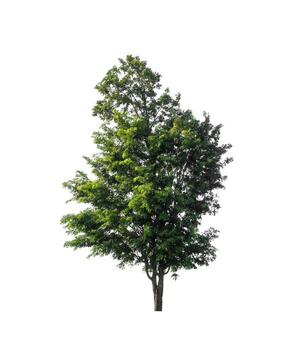 Tree that are isolated on a white background are suitable for both printing and web pages photo