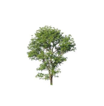 Tree that are isolated on a white background are suitable for both printing and web pages photo