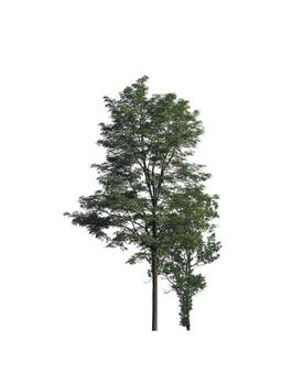 Tree that are isolated on a white background are suitable for both printing and web pages photo