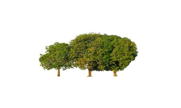 Tree that are isolated on a white background are suitable for both printing and web pages photo