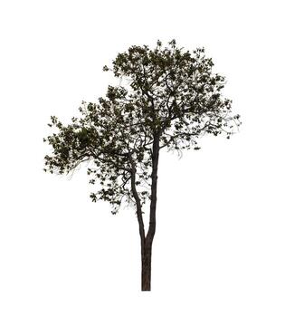 Tree that are isolated on a white background are suitable for both printing and web pages photo