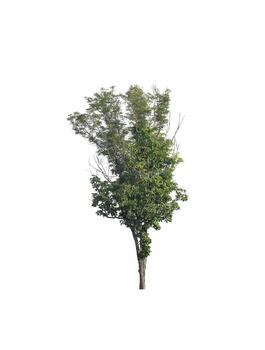 Tree that are isolated on a white background are suitable for both printing and web pages photo