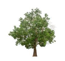 Tree that are isolated on a white background are suitable for both printing and web pages photo