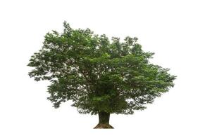 Tree that are isolated on a white background are suitable for both printing and web pages photo