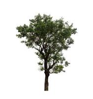 Tree that are isolated on a white background are suitable for both printing and web pages photo