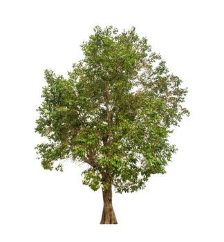 Tree that are isolated on a white background are suitable for both printing and web pages photo