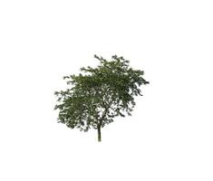 Tree that are isolated on a white background are suitable for both printing and web pages photo