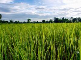 Morning sunrise on rice fields in Thailand, Asia, beautiful colors and natural light in the sky. photo