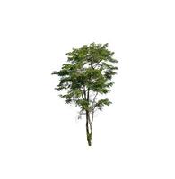 Tree that are isolated on a white background are suitable for both printing and web pages photo